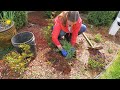 Easy and Free Oriental Poppies/How to Dig up and Divide