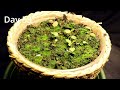 Growing Plants 4K Time Lapse Compilation (~4.5 Years)