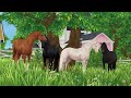 Dutch Warmblood ✨ | Star Stable Horses