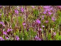 Heavenly Wild Spring Flowers Blooming In the Mountains | Stress Relief | Relaxation
