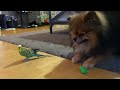 FUNNIEST ANIMALS HENDO VS SALAH EYEBALLS 👀 #shorts #pets #funny #cute