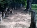 Kangaroos 3.avi