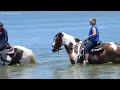 Environment Watchdog Says DNA Tests Link Palma Sola Bay Horseback Riding To Water Pollution