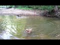 Dog on a rope swing