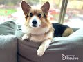 Singing Corgi!