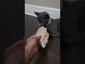 my cat doesn't like bread 😔