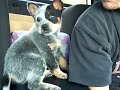 Australian Cattle Dog Puppy - Bad Little Doggie