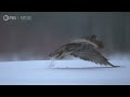 How Great Grey Owls Hunt Hidden Prey