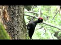 Il Picchio nero.#birds #nature #wildlife#animals