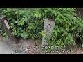 京都の高瀬川を最初から最後まで散策してみました(前半)。I took a walk along the Takase River in Kyoto. Part1.