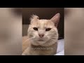 Funny Dog And Cat Videos 🐱 Funniest Animals 2024 😅🤣