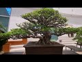 ทัวร์งานประกวดบอนไซ ฟิลิปปินส์ 1 Bonsai Station [Tour Station] EP.35