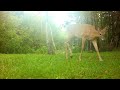 Cutest Deer Family Come For A Drink