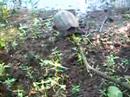 Snapping Turtle saved