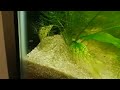 Father Fish Dirted Tank Day 22