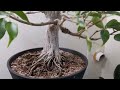 5 beginner Bonsai mistakes to avoid,  that might be killing your bonsai tree!