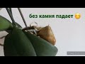 ОРХИДЕИ ДОМАШНЕЕ ЦВЕТЕНИЕ./Орхидеи рекордсменки! Цветоносы как деревца!/#Orchids