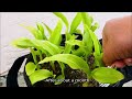 How to Propagate Canna Lily 3 Ways by Separating Offshoots, Rhizome Division, and Germinating Seeds