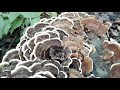 Marching Of The Turkey Tails (Trametes versicolor)
