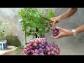 Simple tips for growing grapes at home for more fruit - eat all year round