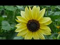 Helianthus debilis - Gurkenblättrige Sonnenblume
