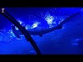 LARGEST SHARK TUNNEL!! - National Aquarium Abudhabi UAE – Malayalam Vlog - #abudhabi #dubai #family