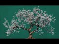 Jazz Music [Almond Blossoms]💮
