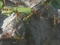 green ants nest Airlie Beach 2004