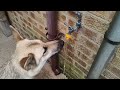 German Shepherd tap