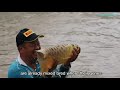 Where was 1st Golden Cross Back Arowana fish found? - Native Origin of Golden Cross Back Arowana