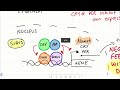 Circadian rhythms and aging.