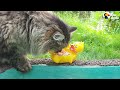 Most Mischievous Cats Of All Time | The Dodo