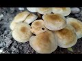 Mushrooms #nature #wildlife #mushroom #viralvideo #shortvideo #shorts #reels #foryou