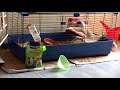 Guinea pig exploring times