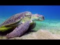 Cute Turtles In The Middle Of Summer 4K (ULTRA HD) - Amazing Underwater World of the Red Sea