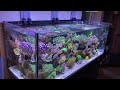 This is a *high end* REEF AQUARIUM! - Reef Relax 4K