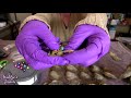 Shucking HUGE 10mm Exotic Edison Pearls + Akoya Oyster Live Pearl Party Shuck