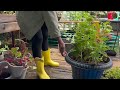 Backyard Garden Cleanup: Tidy Garden Desk, Clear Planter Box & Sow Cover Crop!🌧🌿✂️#gardening