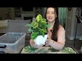 Pot Up 4 Plants With Me! | Hoyas, Maranta & Alocasia 🌿