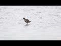 Vogels in de Breebaartpolder, Provincie Groningen, 14-7-24