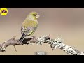 The most beautiful birds in the world in the Amazon 2 + Relaxing music