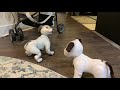 Aibo - Run, Aibo, Run!