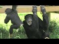 My daddy is full of love! by Dill  僕のおとうちゃんは愛にあふれているの！ディル　Chimpanzee  Tama Zoological Park