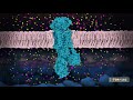 Neuronal Signaling and Sodium-Potassium Pump (from PDB-101)