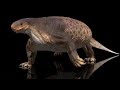 Cotylorhynchus.mp4