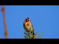 European #goldfinch Singing ,#Stillits sang,Черноголовый щегол короткий фильм,Carduelis carduelis