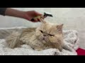 About Persian Cats !