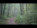 Listen to calm rain and thunder Sounds on the forest path for relax, sleep, anxiety, insomnia relief