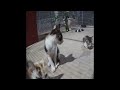 😂 Best Cats Videos 😸😅 Best Funny Animals 2024 😍😂