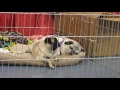 Pug Fest for Pug Addicts